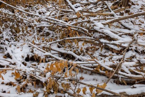 Item #19684374529110288056520570276703370007863893692966726326193838145981208592385 Media