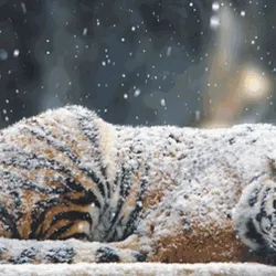The Tiger and the Snow 