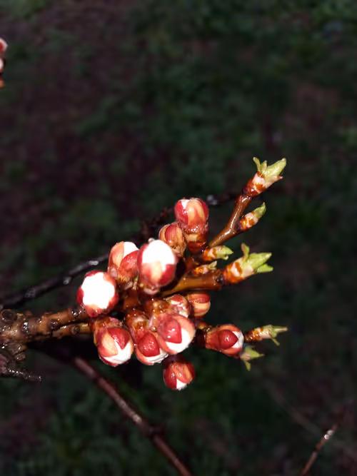 Item #108457390119089249338327515098883058458127452643178897670866747443013406949377 Media