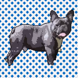Chonky Frenchie