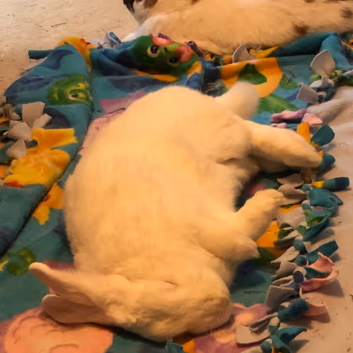 Bunny Collection V2