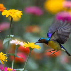 Genesis Bird 05
