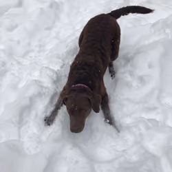 Bailey The Chessie