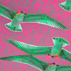 Pseagledelic #010