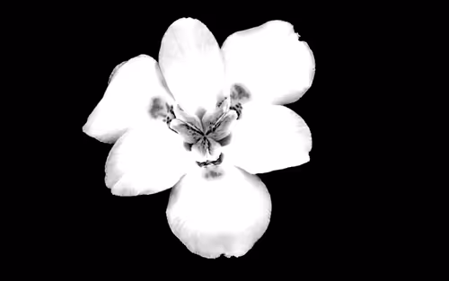 Item #112000724350228495474711911108130364376243231564197861893917092107050287114 Media