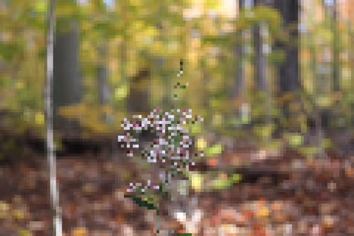 Item #111553571416143221910538531217124905432974080967289282874251738960821974204417 Media