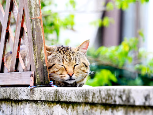 Item #55455677318123595031509472603724202920888355633279889545160944649045289205761 Media