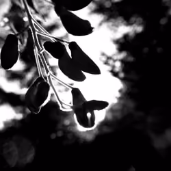 Glycine