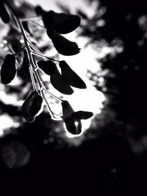 Item #87313403641458548578915829141602079260166902166585412055550580870226762530817 Media