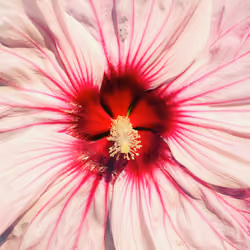 Hibiscus "Cherry Cheesecake"