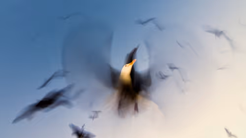 Item #45698053960438807051727633621105073210005053048443120307747772235831264149505 Media