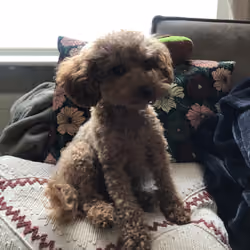 Charlie's Watching