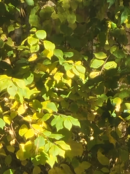 Item #61051240571971779841838649405693456424568018504308900476674196457457188864001 Media