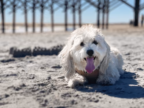 Chimmy Beach