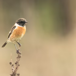 European stonechat