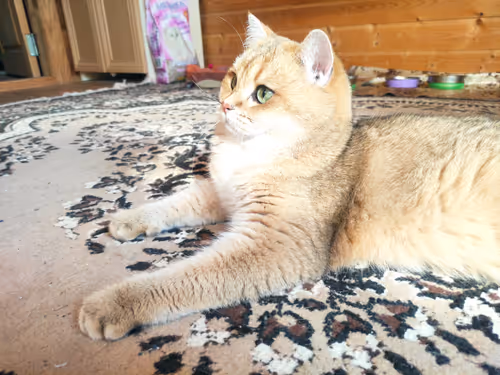 Item #46348599472569713654731178302084384440561957905567404983387339782258442633217 Media