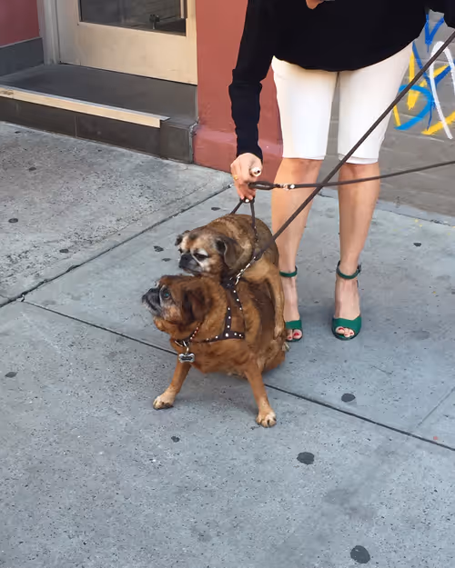 Item #96842992655053546035716442888974081277649883699997265715561715064429837549569 Media