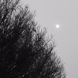 #4 Lonely Tree