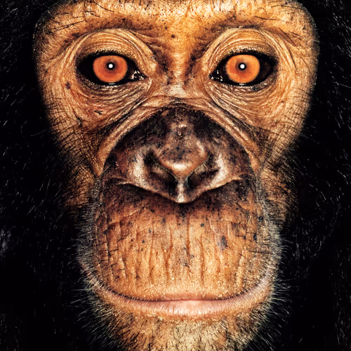 109162157552346088047496633038404394118504199992061596446112929717280361676801