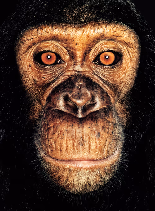 Item #109162157552346088047496633038404394118504199992061596446112929717280361676801 Media