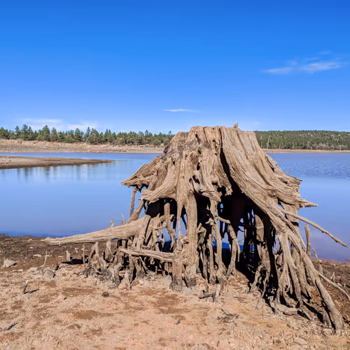 Big Tree Trunk with Lots of Legs