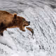 Bear asking a favor