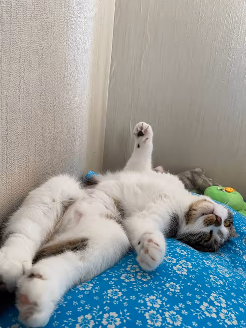 Item #51714780314179032241787952776522636894904578774096726712782613632854207234049 Media