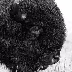 Bison 17