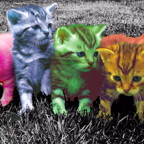 Infinity kittens