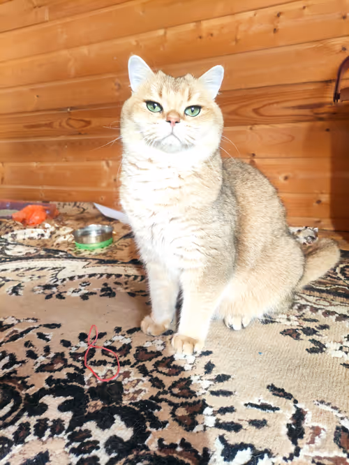 Item #46348599472569713654731178302084384440561957905567404983387339759168698449921 Media