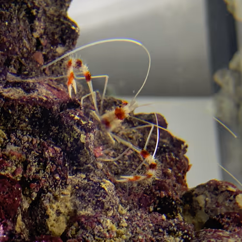 Untitled Collection #23875961