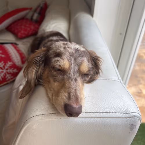 Sleeping Zoey_livingmybestlife