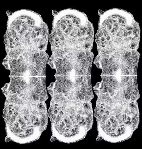 Item #48216677678887992956199146050101977369740452437452834237877791404714516021249 Media