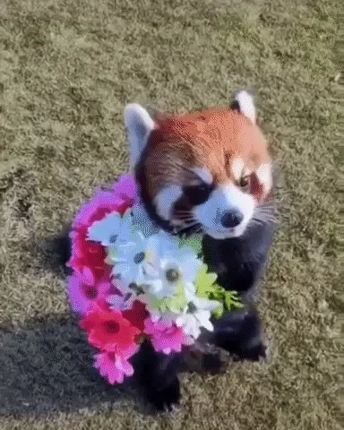 Cuteness Collection