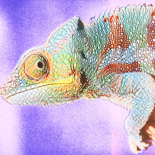 Cool Geckos