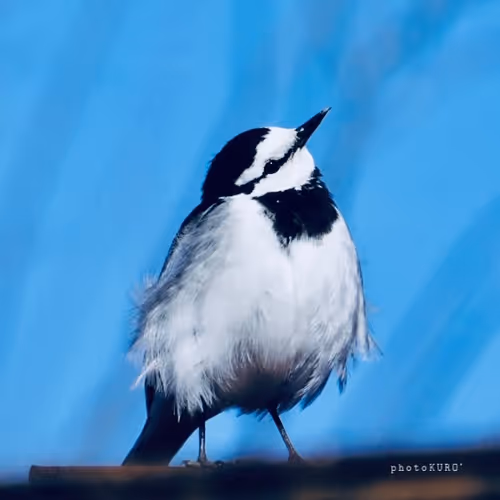 Item #103339499658907074455911852821514679659062129792359254936295356879711990972417 Media