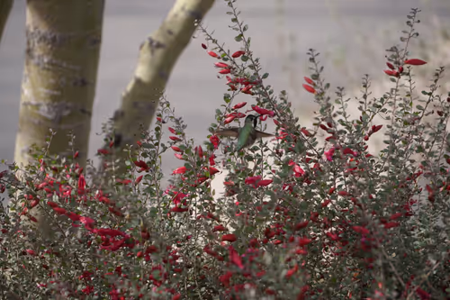 Item #41013704286635162959004487776095067176603519769359421915548602758182528352257 Media