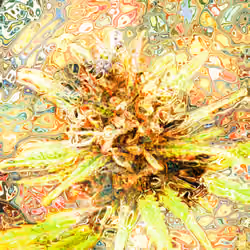 cannabis #38