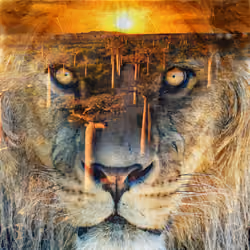 The road to a lion mindset #1