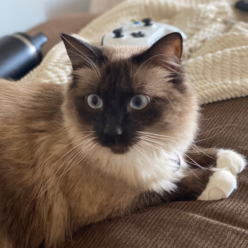 Petra cat