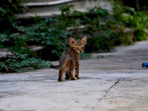 Item #55455677318123595031509472603724202920888355633279889545160944701821847339009 Media