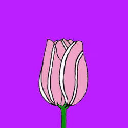 Dutch Tulip #6