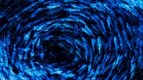 Item #17756409179248326935440545192818629595862766755190928432451948210950233915393 Media