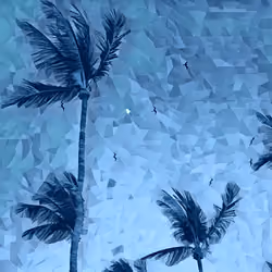 Palms