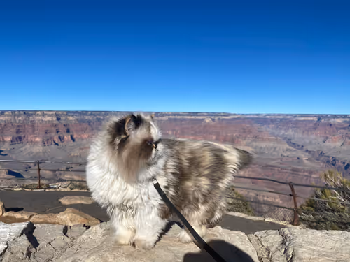 Item #88063557034118437660925886446302507819426649905583175627315428948713769271297 Media