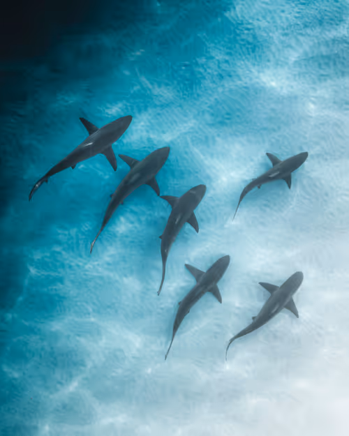 Item #83054766924673444604816267722836446190314772138657067753201581540902751436801 Media