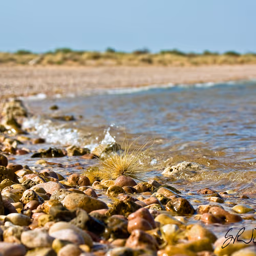Coastlifephotography
