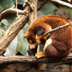 Tree Kangaroo (Funny)