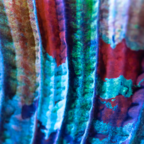 Trachyphyllia Geoffreyi Macro 1