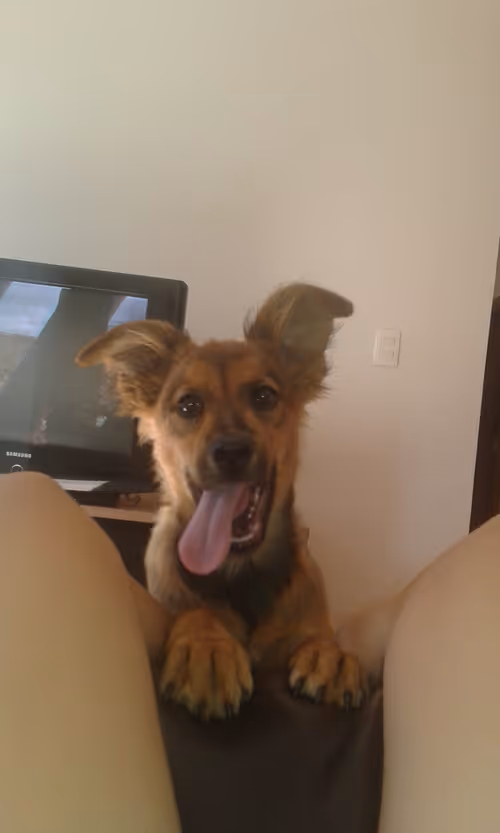 Item #25579458510723088414458302393573885562952514863402795926232317372502275784705 Media